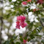 DSC01190