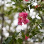 DSC01191